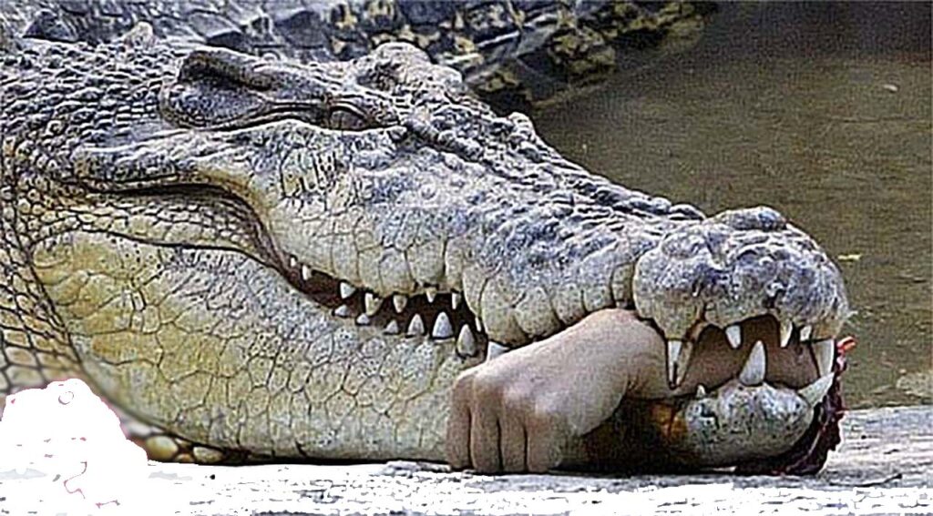 Crocodile attack claims life in Indonesia